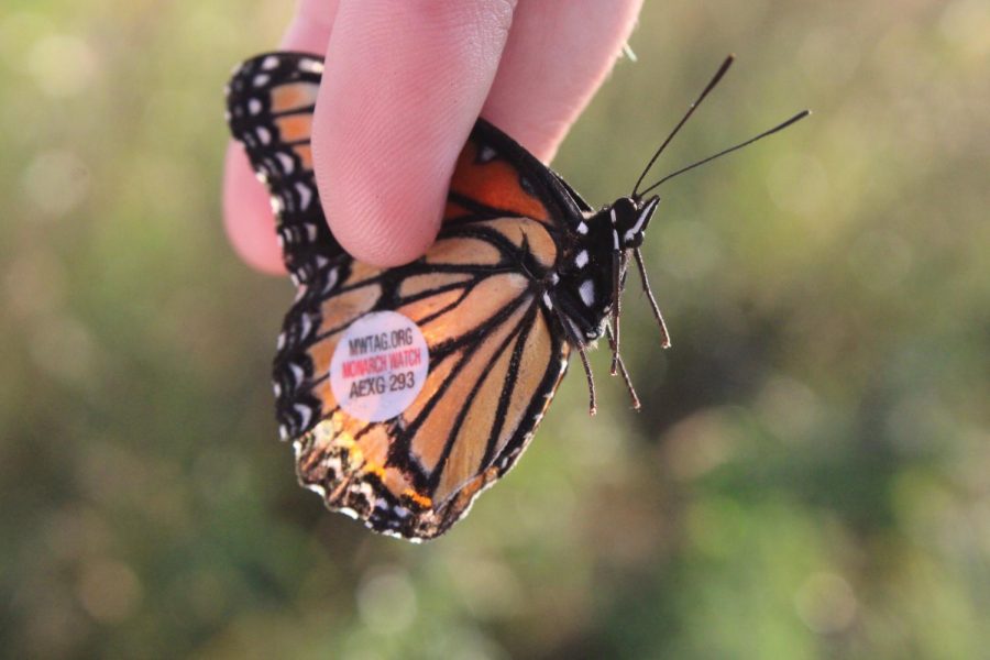 A pretty Monarch butterfly captured migrating, you can see the sticker on its wing.