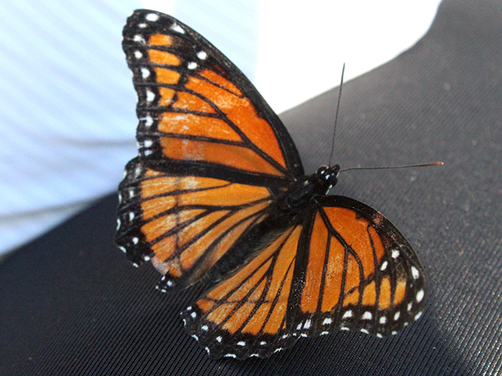 A beautiful butterfly captured as it's resting on the sidewalk.