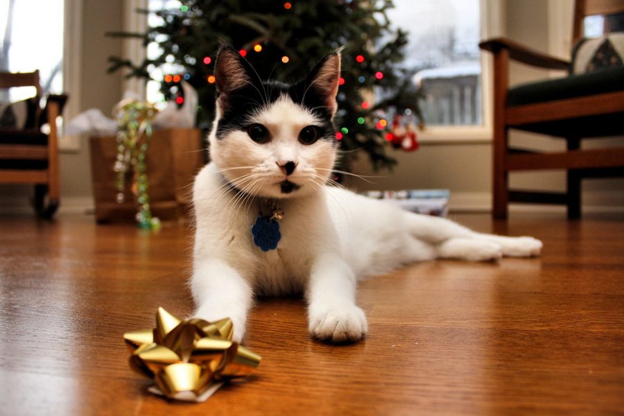 Cute+cat+posing+with+its+cute+little+bow%21+Also%2C+its+Christmas%21%21%21