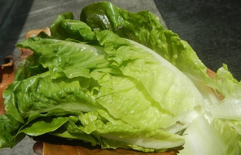 Head of Lettuce Outlasts Head of Britain