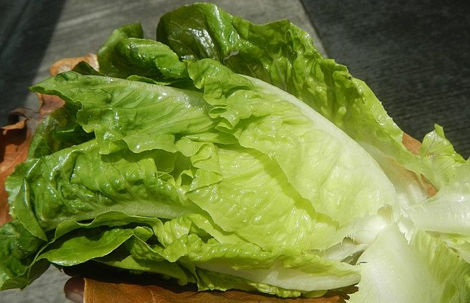 800px-5495Romaine_lettuce_in_the_Philippines_11