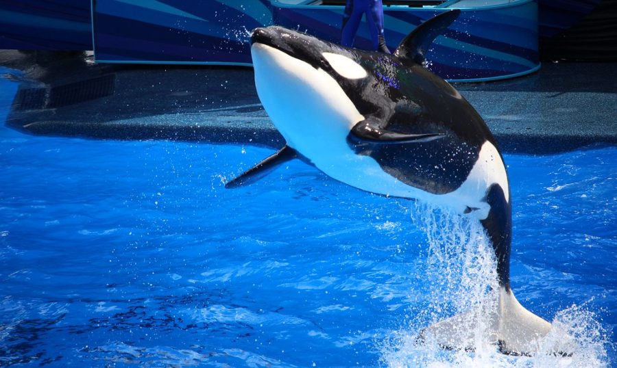 A Deep Dive: Orca Whales in Captivity