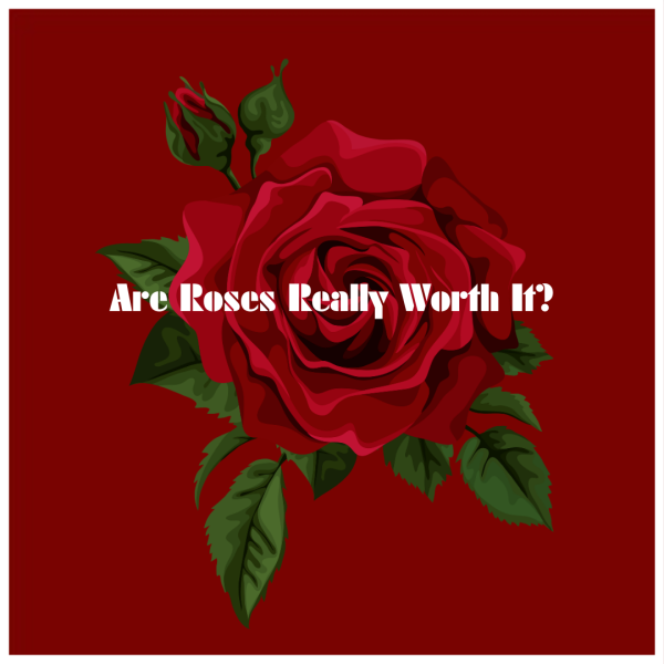 OPINION: Are Roses Actually Worth It?
