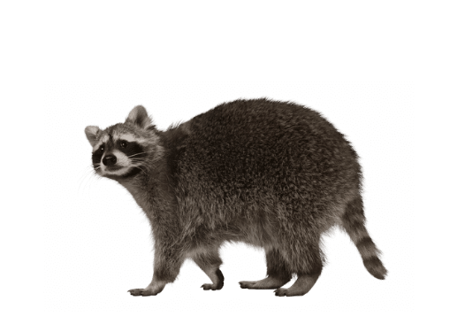 Legalizing Raccoons as Pets