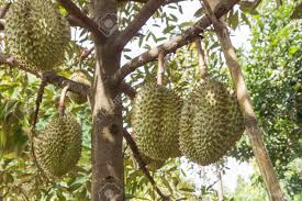 Stinky Fruit Crisis